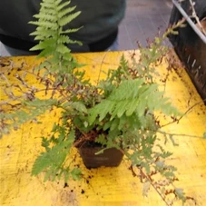 Dryopteris filix-mas, P 0,5  Dryopteris filix-mas, P 0,5