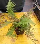 Gewöhnlicher Wurmfarn - Dryopteris filix-mas