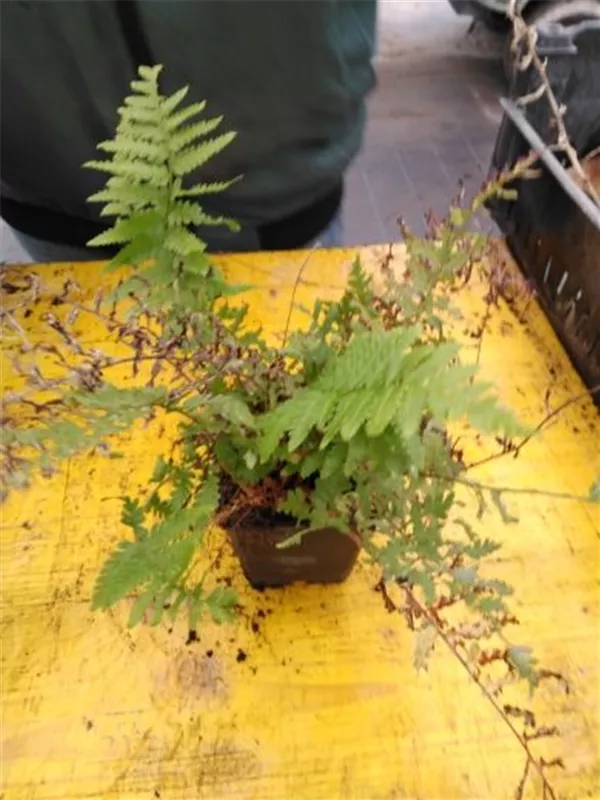 Gewöhnlicher Wurmfarn - Dryopteris filix-mas