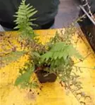 Gewöhnlicher Wurmfarn - Dryopteris filix-mas