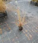 Garten-Federborstengras - Pennisetum alopecuroides 'Hameln'