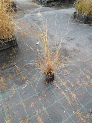 Garten-Federborstengras - Pennisetum alopecuroides 'Hameln'