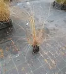 Garten-Federborstengras - Pennisetum alopecuroides 'Hameln'