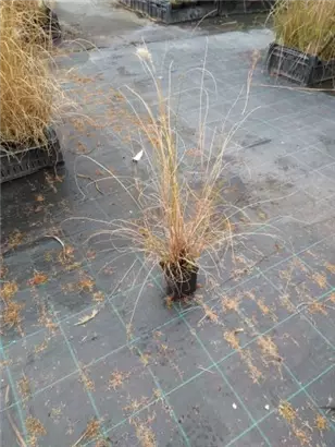 Garten-Federborstengras - Pennisetum alopecuroides 'Hameln'