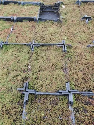 Garten-Rotmoos-Mauerpfeffer - Sedum album 'Coral Carpet'