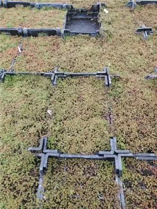 Garten-Rotmoos-Mauerpfeffer - Sedum album 'Coral Carpet'