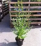 Schwarzgrüner Liguster 'Atrovirens' - Ligustrum vulgare 'Atrovirens'