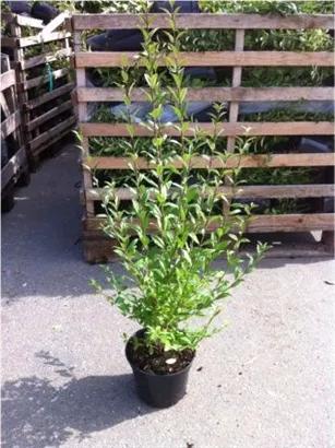 Schwarzgrüner Liguster 'Atrovirens' - Ligustrum vulgare 'Atrovirens'
