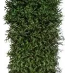 Rotfichte - Picea abies - Heckenelemente