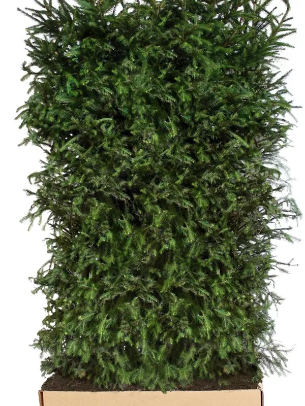 Rotfichte - Picea abies - Heckenelemente