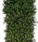 Rotfichte - Picea abies - Heckenelemente