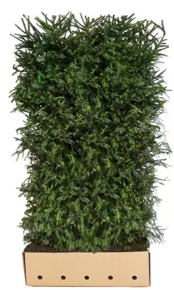 Rotfichte - Picea abies - Heckenelemente