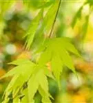 Fächerahorn 'Orange Dream' - Acer palmatum 'Orange Dream'