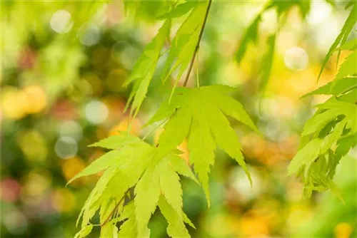 Fächerahorn 'Orange Dream' - Acer palmatum 'Orange Dream'
