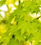 Fächerahorn 'Orange Dream' - Acer palmatum 'Orange Dream'