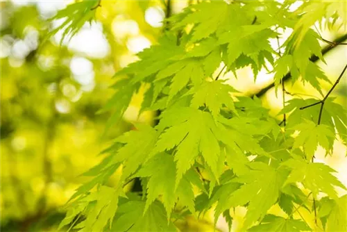 Fächerahorn 'Orange Dream' - Acer palmatum 'Orange Dream'