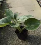 Große, blaugraue Garten-Funkie - Hosta sieboldiana 'Big Daddy'