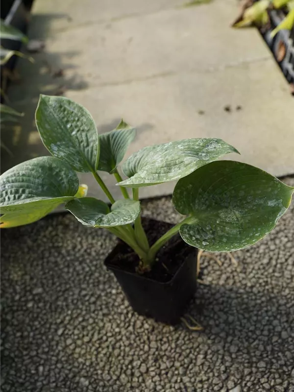 Große, blaugraue Garten-Funkie - Hosta sieboldiana 'Big Daddy'