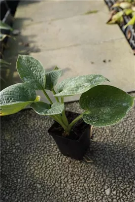 Große, blaugraue Garten-Funkie - Hosta sieboldiana 'Big Daddy'