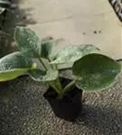 Große, blaugraue Garten-Funkie - Hosta sieboldiana 'Big Daddy'