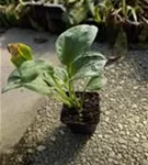 Große Blaublatt-Garten-Funkie - Hosta sieboldiana 'Elegans'