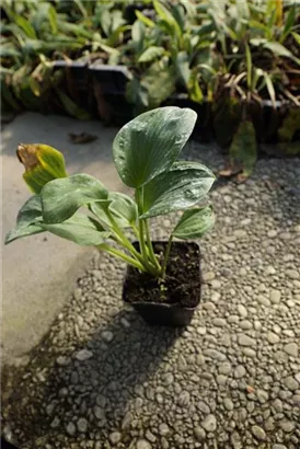 Große Blaublatt-Garten-Funkie - Hosta sieboldiana 'Elegans'