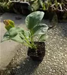 Große Blaublatt-Garten-Funkie - Hosta sieboldiana 'Elegans'