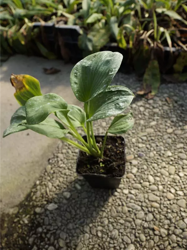 Große Blaublatt-Garten-Funkie - Hosta sieboldiana 'Elegans'