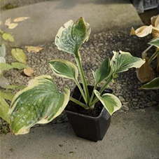 Hosta sieboldiana 'Wide Brim', P 0,5  Hosta sieboldiana 'Wide Brim', P 0,5