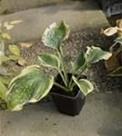 Weißrandige Garten-Funkie - Hosta sieboldiana 'Wide Brim'