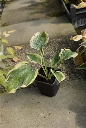 Weißrandige Garten-Funkie - Hosta sieboldiana 'Wide Brim'