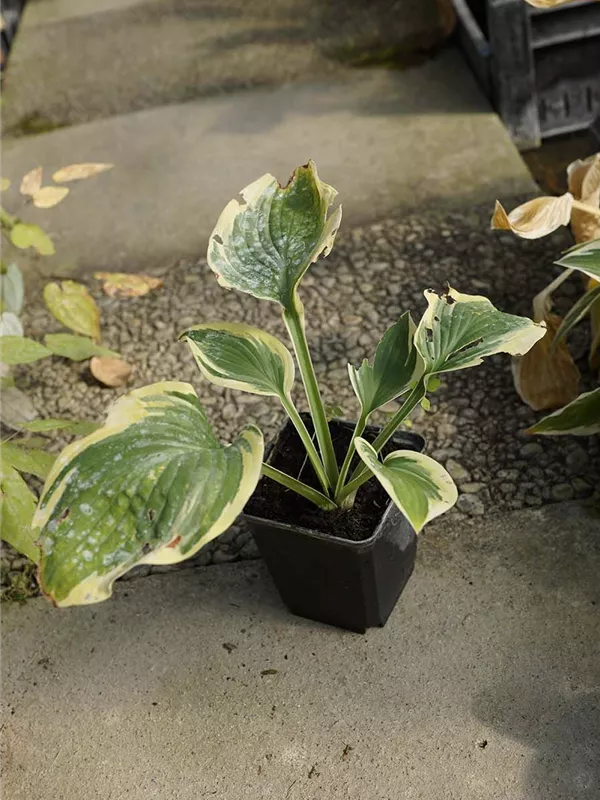 Weißrandige Garten-Funkie - Hosta sieboldiana 'Wide Brim'