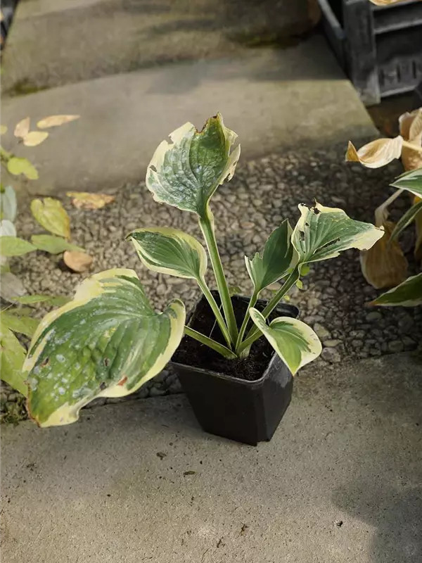 Weißrandige Garten-Funkie - Hosta sieboldiana 'Wide Brim'