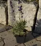 Echter Lavendel - Lavandula angustifolia