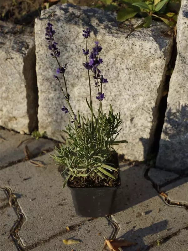 Echter Lavendel - Lavandula angustifolia
