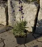 Echter Lavendel - Lavandula angustifolia