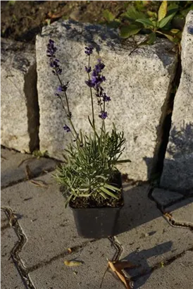 Echter Lavendel - Lavandula angustifolia