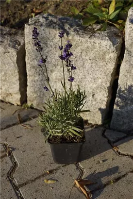 Garten-Lavendel - Lavandula angustifolia 'Siesta' Garten-Lavendel - Lavandula angustifolia 'Siesta'