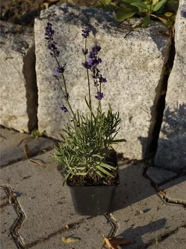 Garten-Lavendel - Lavandula angustifolia 'Siesta' Garten-Lavendel - Lavandula angustifolia 'Siesta'