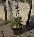 Garten-Lavendel - Lavandula angustifolia 'Siesta'