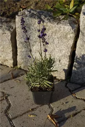 Garten-Lavendel - Lavandula angustifolia 'Siesta'