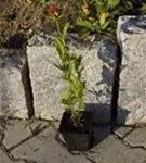 Brennende Liebe - Lychnis chalcedonica