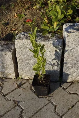 Brennende Liebe - Lychnis chalcedonica