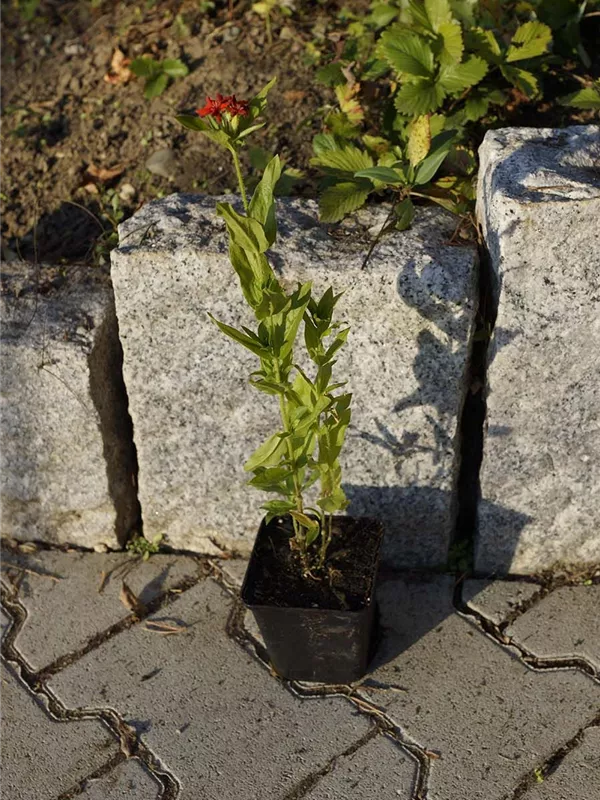 Brennende Liebe - Lychnis chalcedonica
