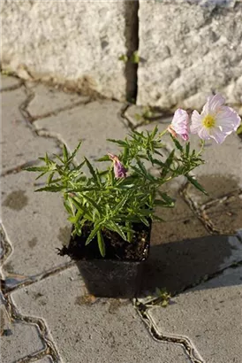 Garten-Nachtkerze - Oenothera speciosa 'Siskiyou' Garten-Nachtkerze - Oenothera speciosa 'Siskiyou'