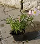 Garten-Nachtkerze - Oenothera speciosa 'Siskiyou'