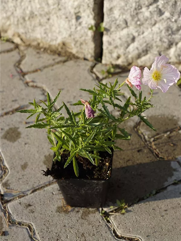 Garten-Nachtkerze - Oenothera speciosa 'Siskiyou'