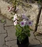 Hohe Garten-Flammenblume - Phlox paniculata 'Europa'