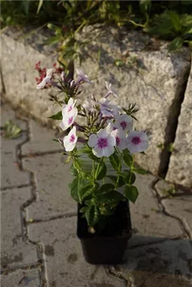 Hohe Garten-Flammenblume - Phlox paniculata 'Europa'