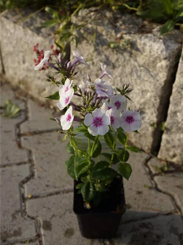 Hohe Garten-Flammenblume - Phlox paniculata 'Europa'